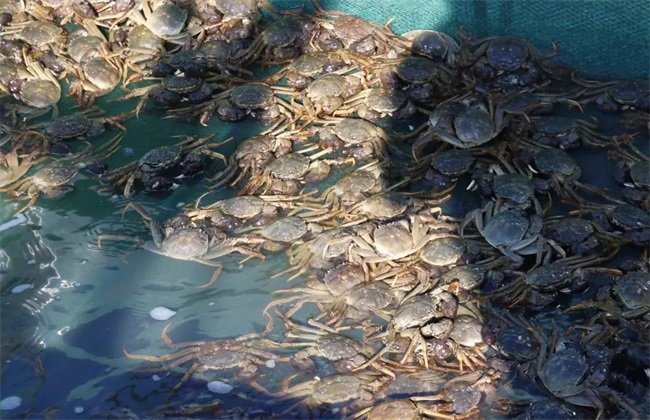 河蟹养殖应用纳米管微孔增氧技术 
